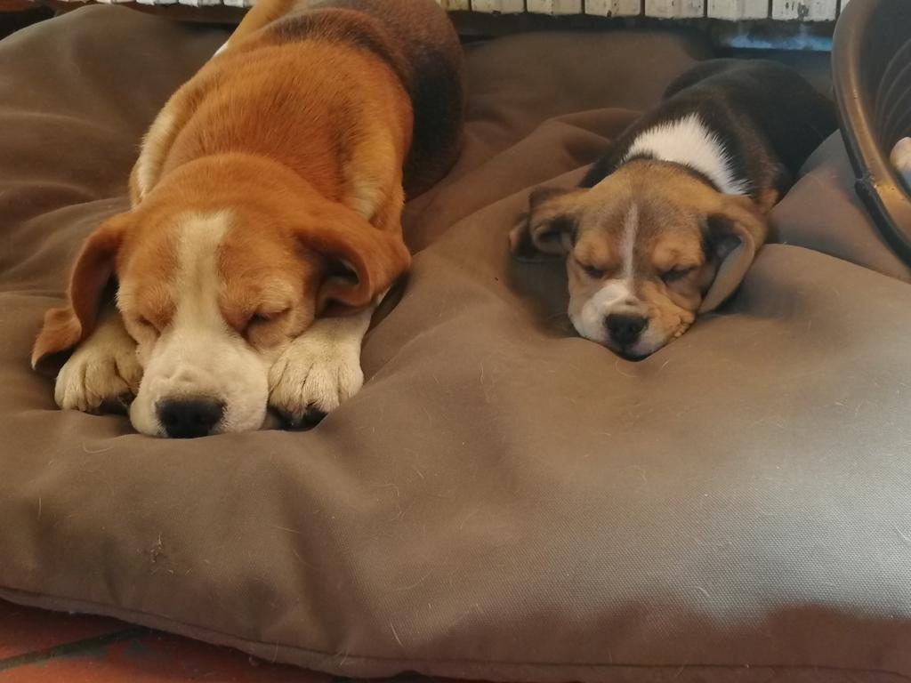 cuccioli beagle sul cuscinone