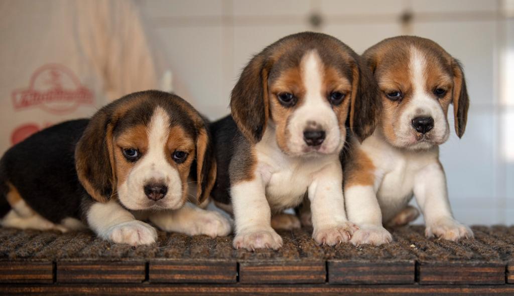 Orecchini Acrilici A Forma Di Cane Beagle – Gioielli Divertenti Per Amanti Dei Cani - 2