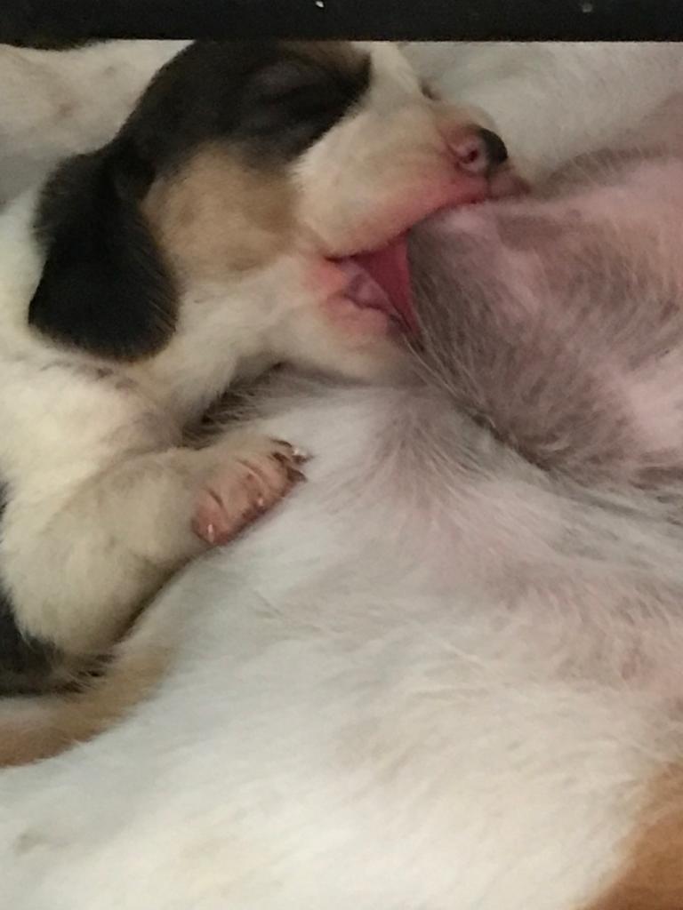 cucciolo beagle che fa la poppata