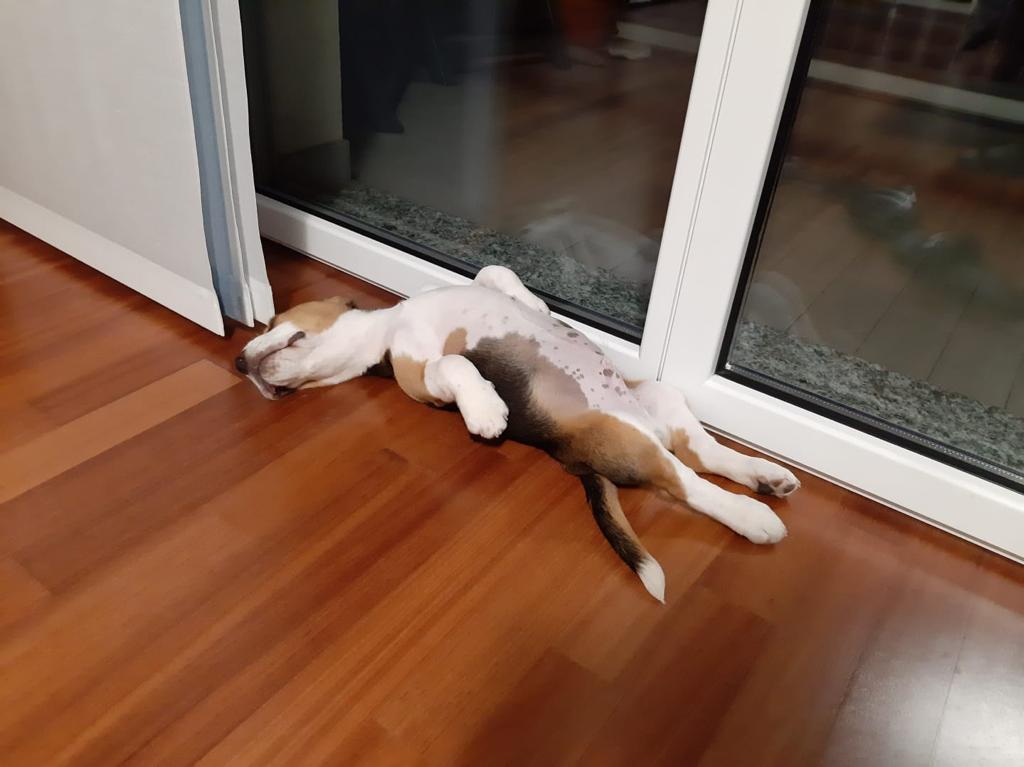 cucciolo beagle finto morto