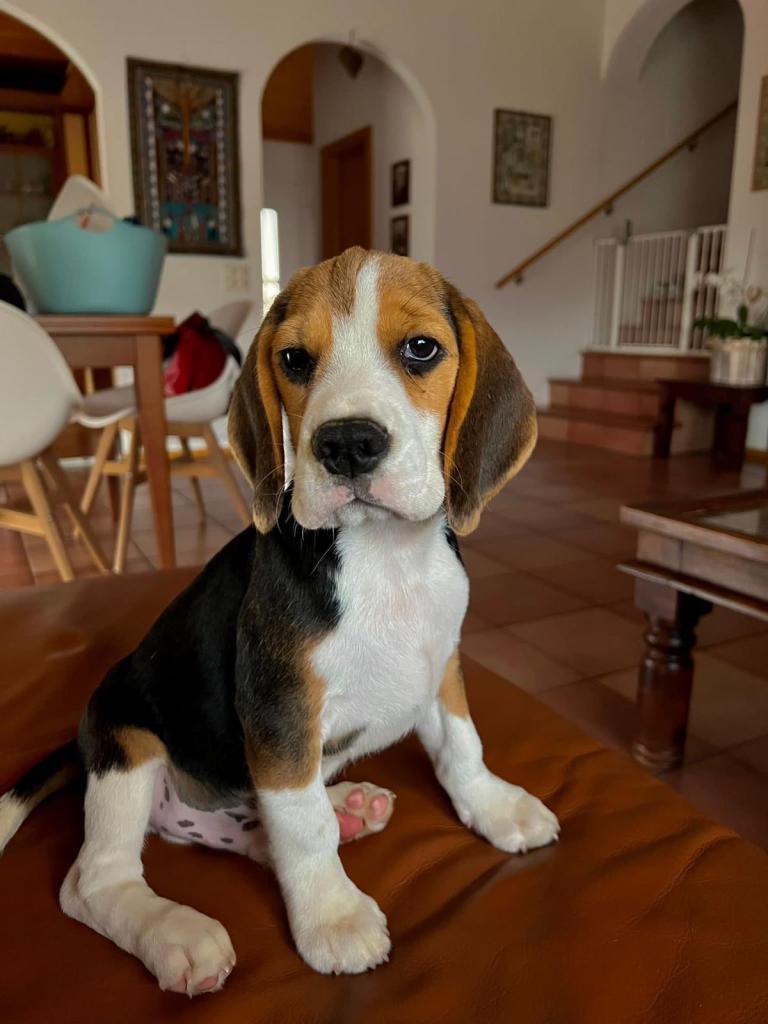 cucciolo beagle in casa
